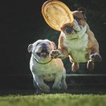 Dog Poop Pickup in Auburn Hills