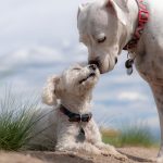 Dog Poop Pickup in Auburn Hills