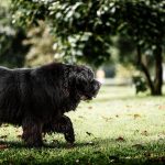 Dog Poop Pickup in Auburn Hills