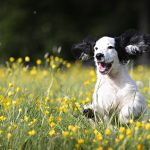 Dog Poop Pickup in Auburn Hills